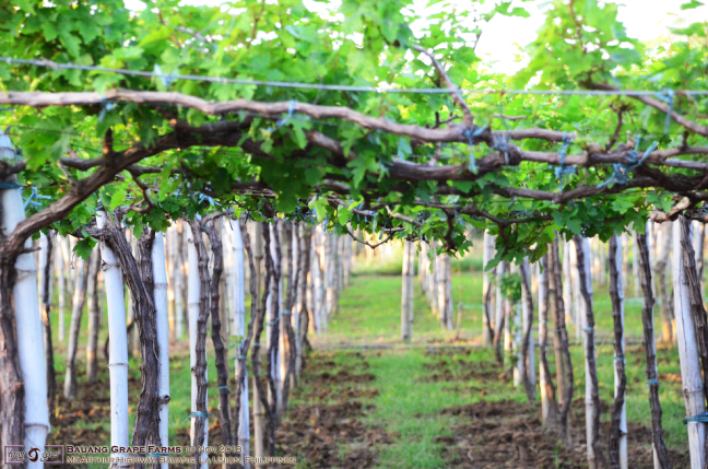Bauang grape farms